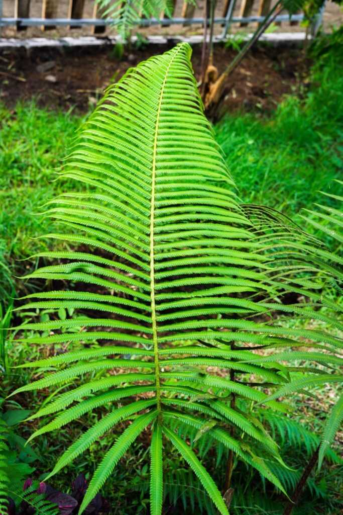 fern wildflower